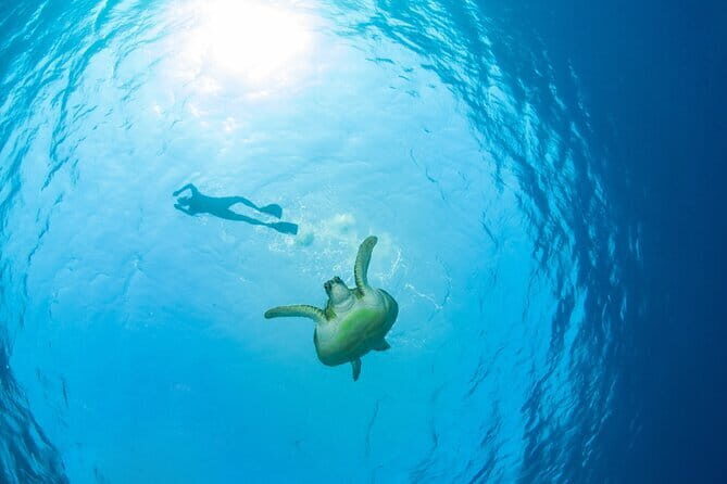 Koh Tan and Pig Island Half-Day Tour by Speed Catamaran - FAQ