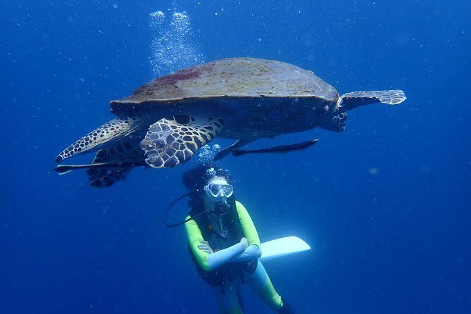 Koh Tao 2-Dive Day Trip from Koh Samui for certified divers - An Overview of the Tour Experience