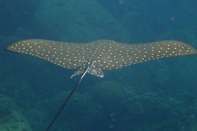 Koh Tao 2-Dive Day Trip from Koh Samui for certified divers - Why This Tour Excels