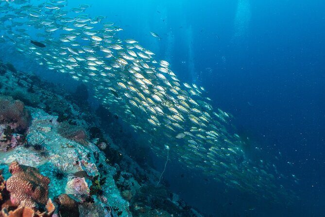 Koh Tao and Koh Nang Yuan by Speedboat - Who Is This Tour Best For?