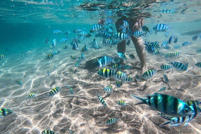Koh Tao & Koh Nang Yuan Snorkeling Tour by Speed Boat from Samui - Key Points