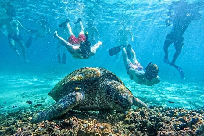 Koh Tao & Koh Nang Yuan Trip By Speedboat From Koh Samui - FAQ