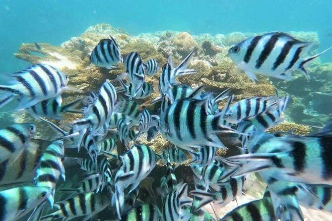 Koh Tao & Koh Nangyuan by Speed Boat (Snorkeling trip from Koh Samui) - Frequently Asked Questions