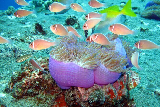 Koh Tao VIP Snorkelling Tour - Key Points