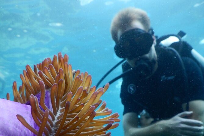 Koh Tao VIP Snorkelling Tour - A Deep Dive into the Tour Experience