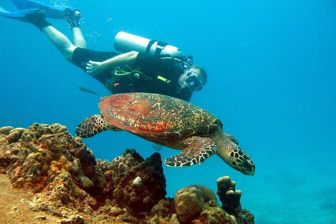 Koh Tao VIP Snorkelling Tour - Who Would Love This Tour?