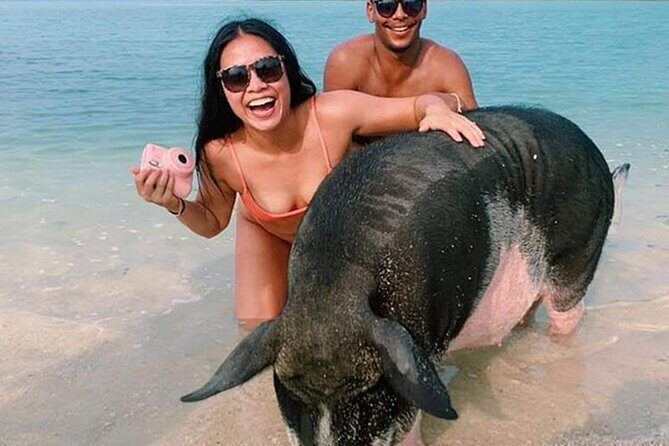 kohsamui.tours - Pig Island Snorkeling Eco Tour by Speed Boat - Key Points