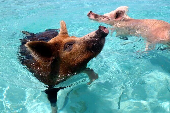 kohsamui.tours - Pig Island Snorkeling Eco Tour by Speed Boat - Final Thoughts