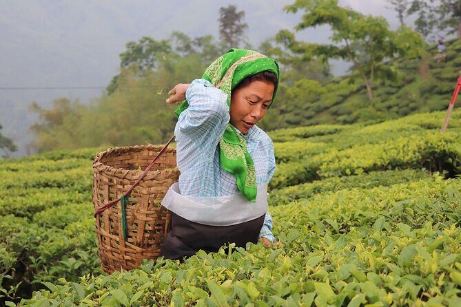 Kolkata Darjeeling Gangtok Tour - Key Points