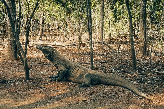 Komodo Private Boat tour 3Days 2 Night - Who Would Love This Tour?