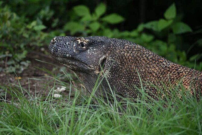 Komodo Private Boat tour 3Days 2 Night - Final Thoughts