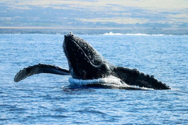 Kona: Afternoon Ali'i Adventure Snorkel and Sail - An In-Depth Look at the Kona Afternoon Ali’i Adventure