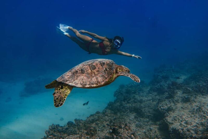 Kona Afternoon Dolphin Watch & Snorkel on the Big Isand - Value and Practicalities