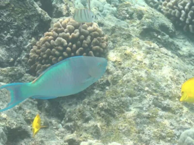 Kona: Captain Cook Snorkel Tour - Analyzing the Value