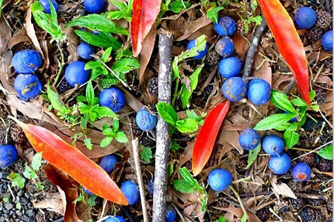 Kona Cloud Forest and Coffee Tour with Sea Turtle Beach Visit - What Travelers Say and Why It Matters