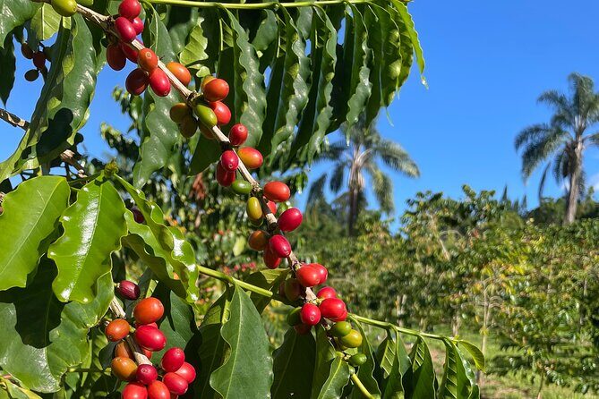 Kona Cloud Forest and Coffee Tour with Sea Turtle Beach Visit - FAQs