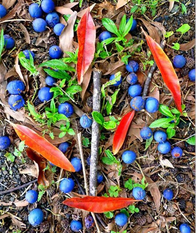 Kona: Cloud Forest, Coffee Farm, and Turtle Beach Tour - Authenticity and Value