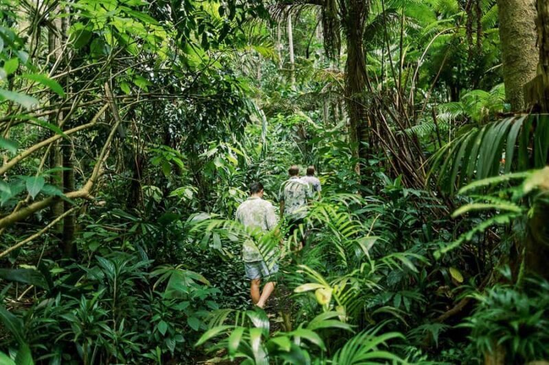 Kona Cloud Forest Sanctuary Montane Jungle Tour (2.5 hrs) - Key Points