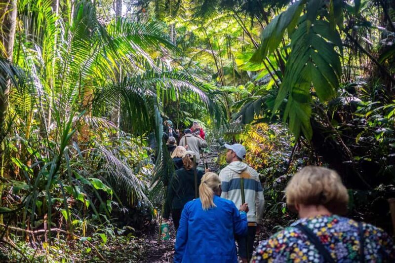Kona Cloud Forest Sanctuary Montane Jungle Tour (2.5 hrs) - The Sum Up