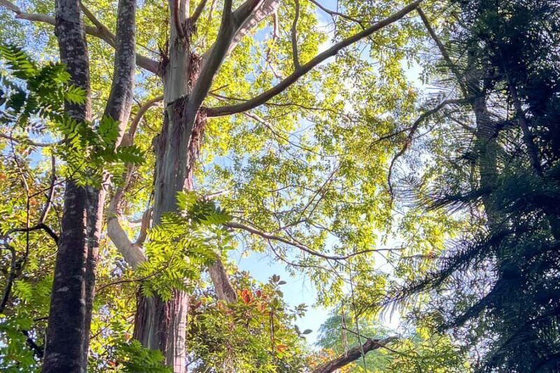 Kona Cloud Forest Sanctuary: Pan-Tropical Trail Guided Walk - What Makes This Tour Special?