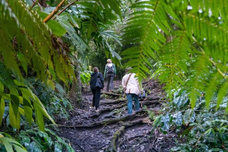 Kona Cloud Forest Sanctuary: Pan-Tropical Trail Guided Walk - Authentic Reviews & Insights