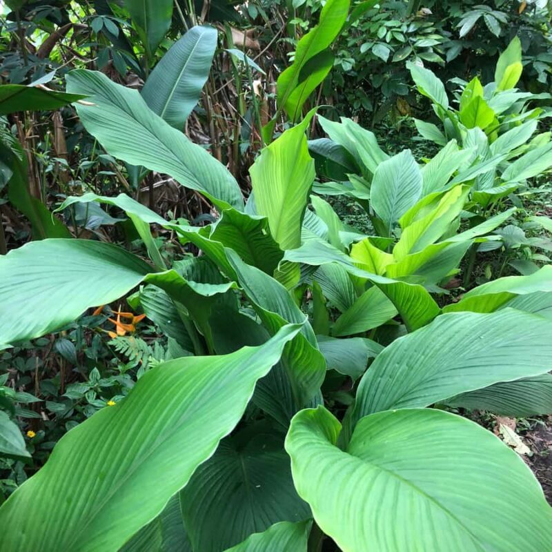 Kona Coast: Rooster Farms Coffee Tasting - An In-Depth Look at the Kona Rooster Farms Coffee Tasting Tour