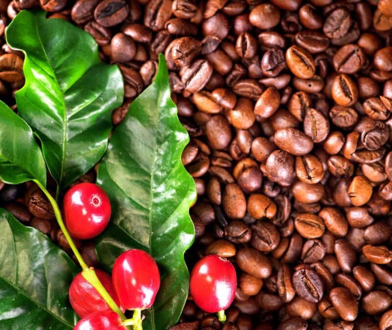 Kona: Coffee and Sea Turtles Tour - Detailed Review of the Kona: Coffee and Sea Turtles Tour