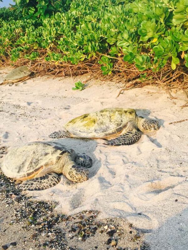 Kona: Coffee and Sea Turtles Tour - FAQ