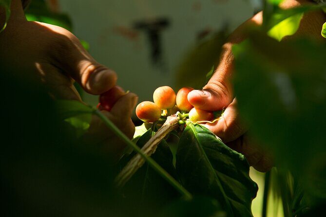 Kona Coffee Tasting: A Farm to Cup Experience - The Experience in Detail