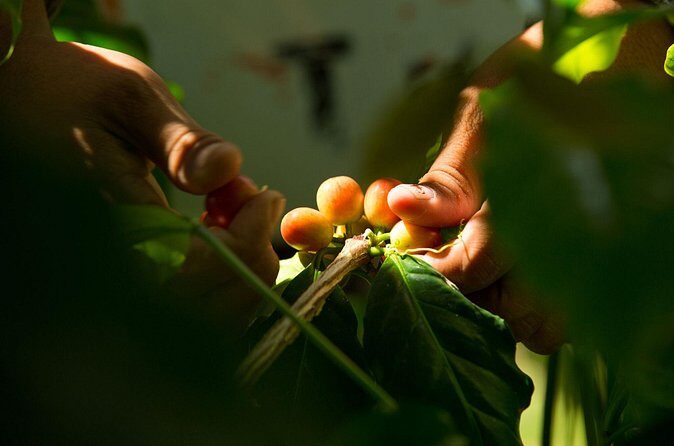 Kona Coffee Tasting: A Farm to Cup Experience - Why Travelers Will Love This Experience