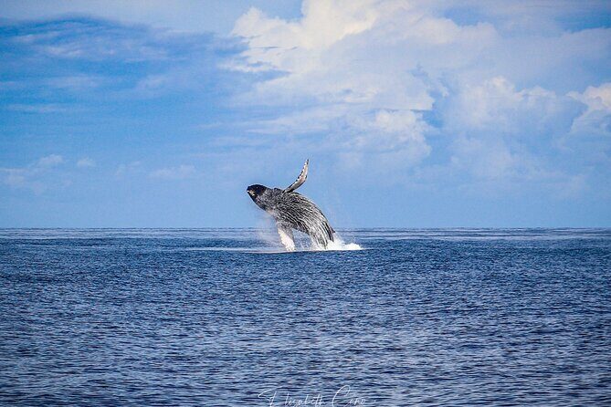 Kona Deluxe Catamaran Whale Watch - Experience Quality and Value