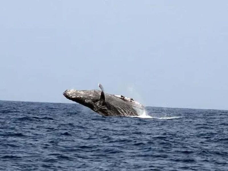 Kona: Dolphin & Whale Watching Tour - Key Points