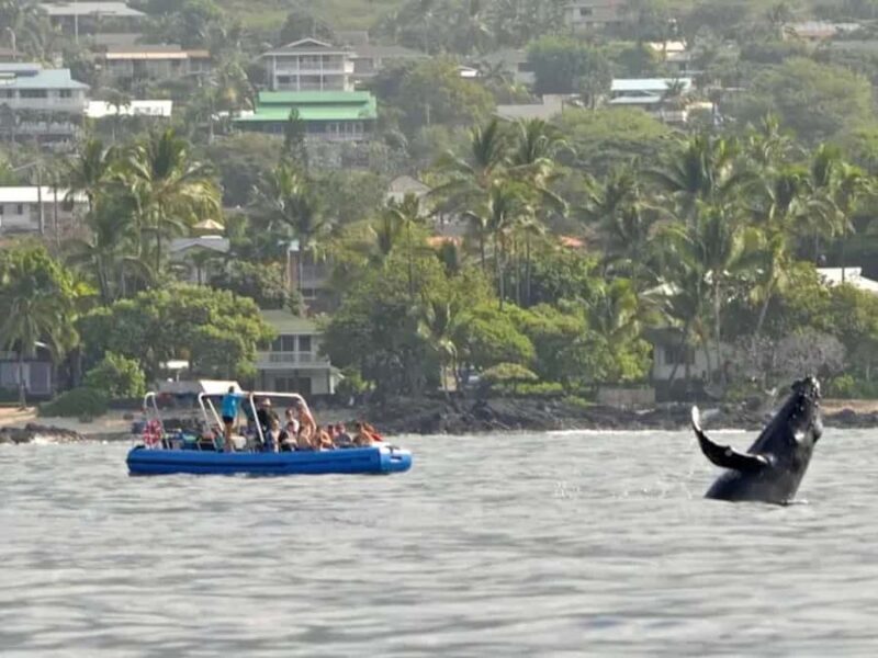 Kona: Dolphin & Whale Watching Tour - What to Expect on the Kona Dolphin & Whale Watching Tour