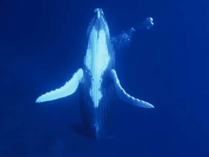 Kona: Dolphin & Whale Watching Tour - The Sum Up