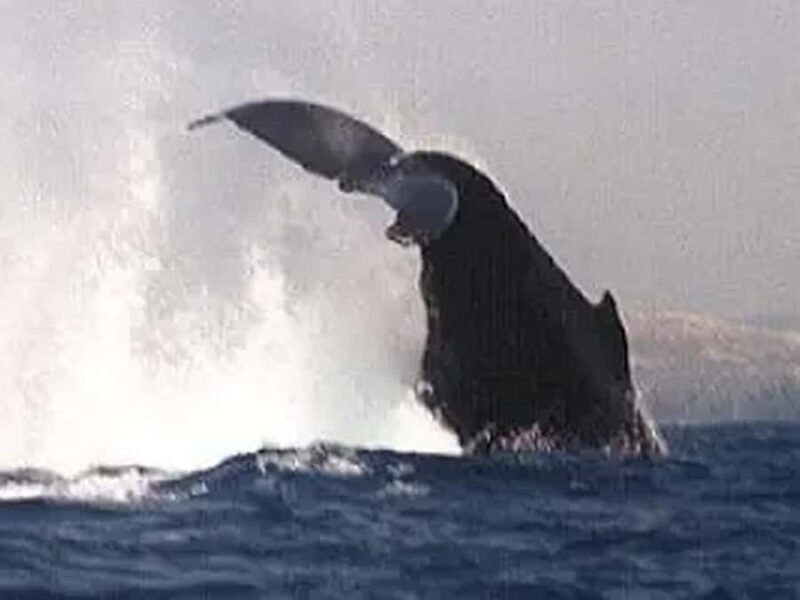 Kona: Dolphin & Whale Watching Tour - FAQ