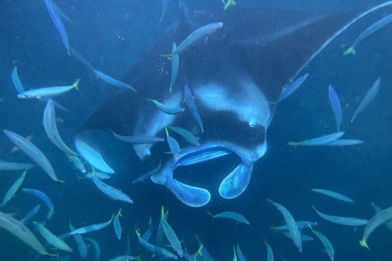 Kona Hi, Sunset Manta Ray Tour 10 passengers maximum - Key Points