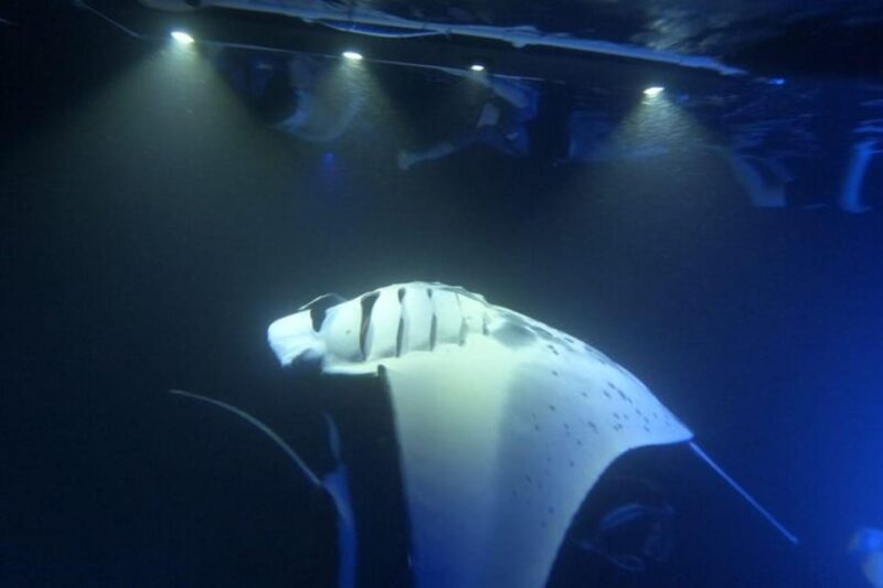 Kona Hi, Sunset Manta Ray Tour 10 passengers maximum - Starting Point and Ease of Access