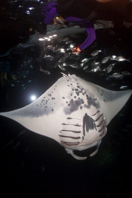 Kona Hi, Sunset Manta Ray Tour 10 passengers maximum - The Cost and Its Value