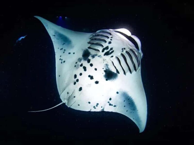 Kona: Manta Ray Night Snorkel Adventure - The Itinerary: What Can You Expect?