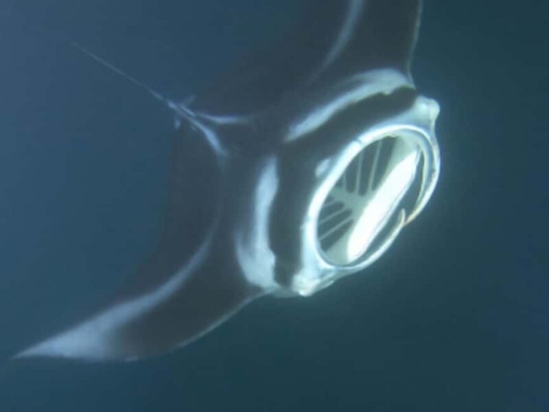 Kona: Manta Ray Night Snorkel Adventure - Practical Tips for Your Tour