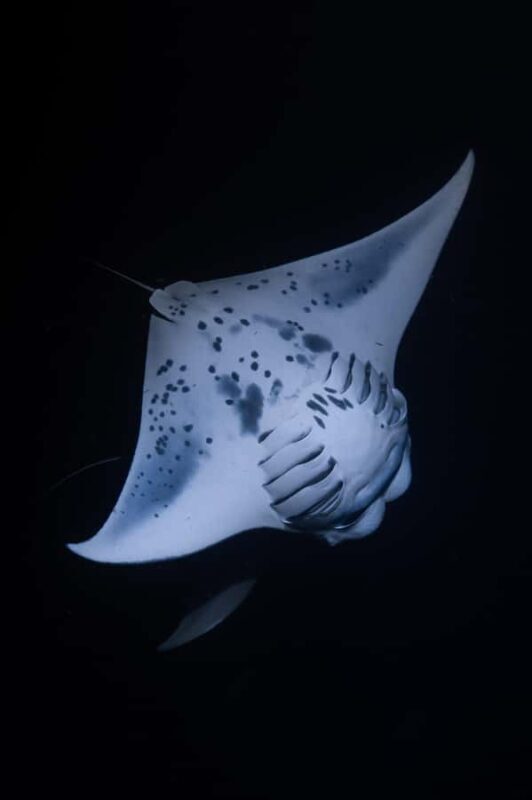 Kona: Manta Ray Night Snorkel - The Itinerary: From Sunset to Manta Feeding Frenzy