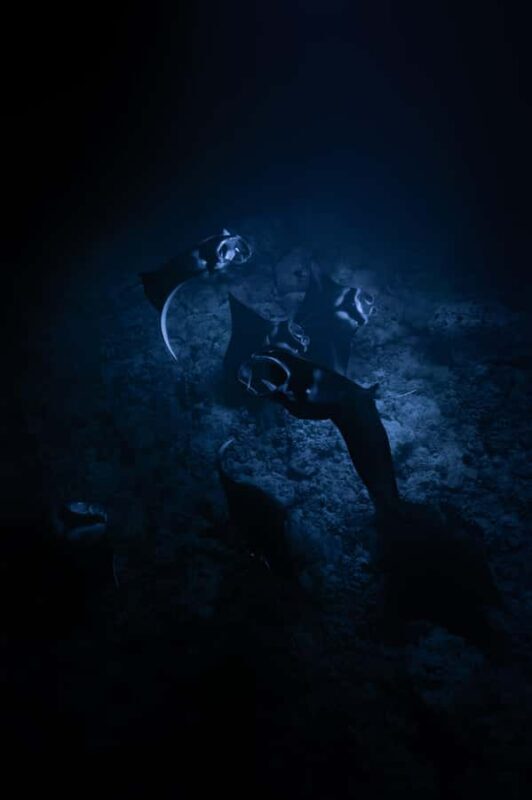 Kona: Manta Ray Night Snorkel - Value and Comfort: Gear, Group Size, and Flexibility