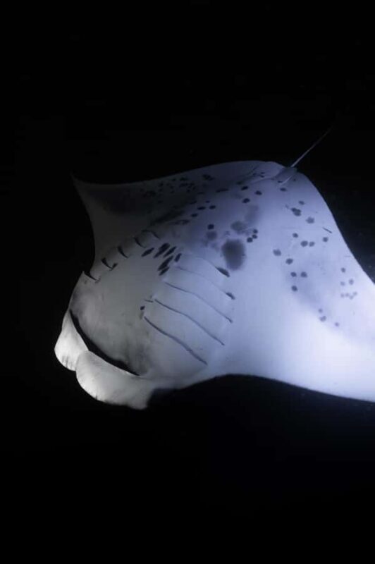 Kona: Manta Ray Night Snorkel - Who Will Love This Tour?
