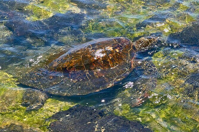 Kona Port: Private History & Farmer's Market Excursion - Key Points