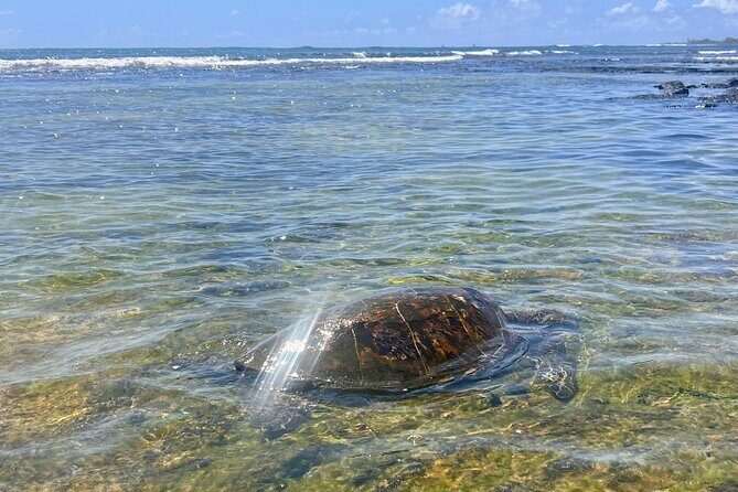 Kona Port: Private History & Farmer's Market Excursion - An In-Depth Look at the Kona Port Private Tour