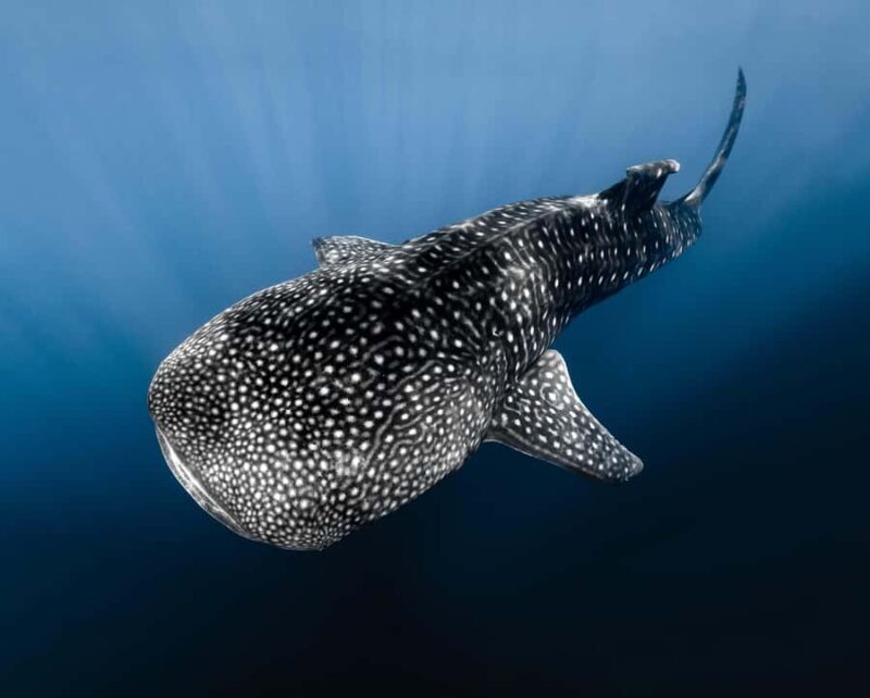 Kona: Small Group Ocean Safari + Snorkel - Key Points