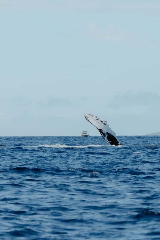 Kona: Small-Group Whale Watching Tour - An Honest Look at the Kona Whale Watching Adventure