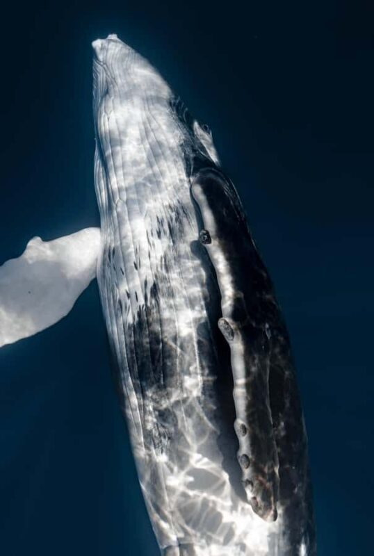 Kona: Small-Group Whale Watching Tour - What Sets This Tour Apart?