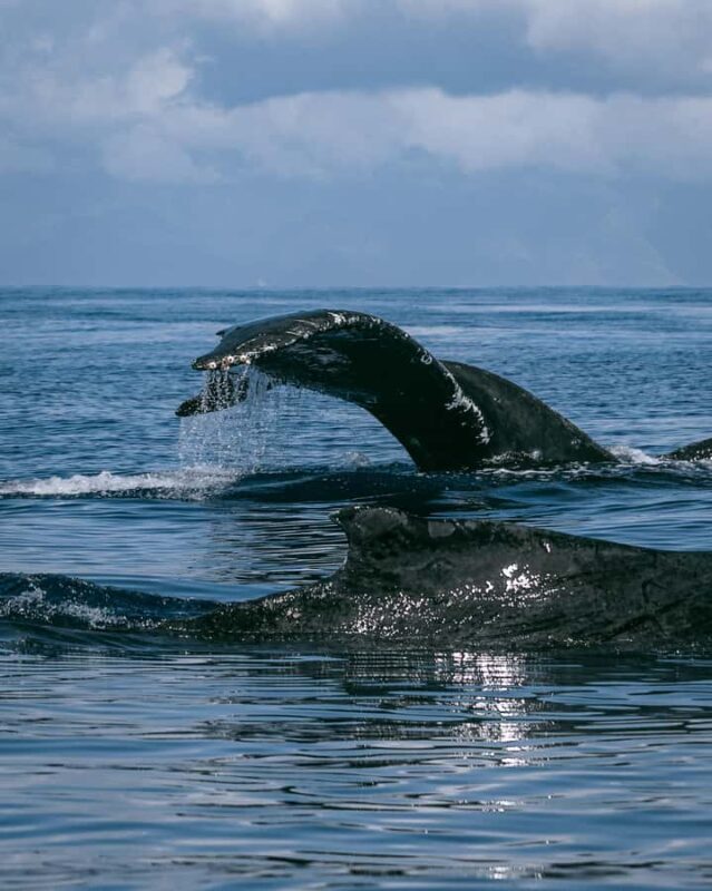 Kona: Small-Group Whale Watching Tour - Final Thoughts