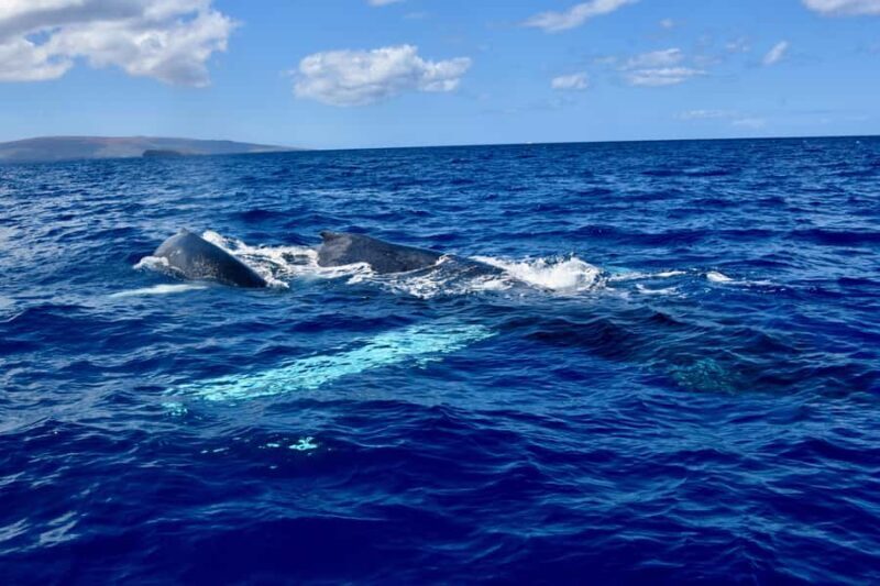Kona: Small-Group Whale Watching Tour - FAQ